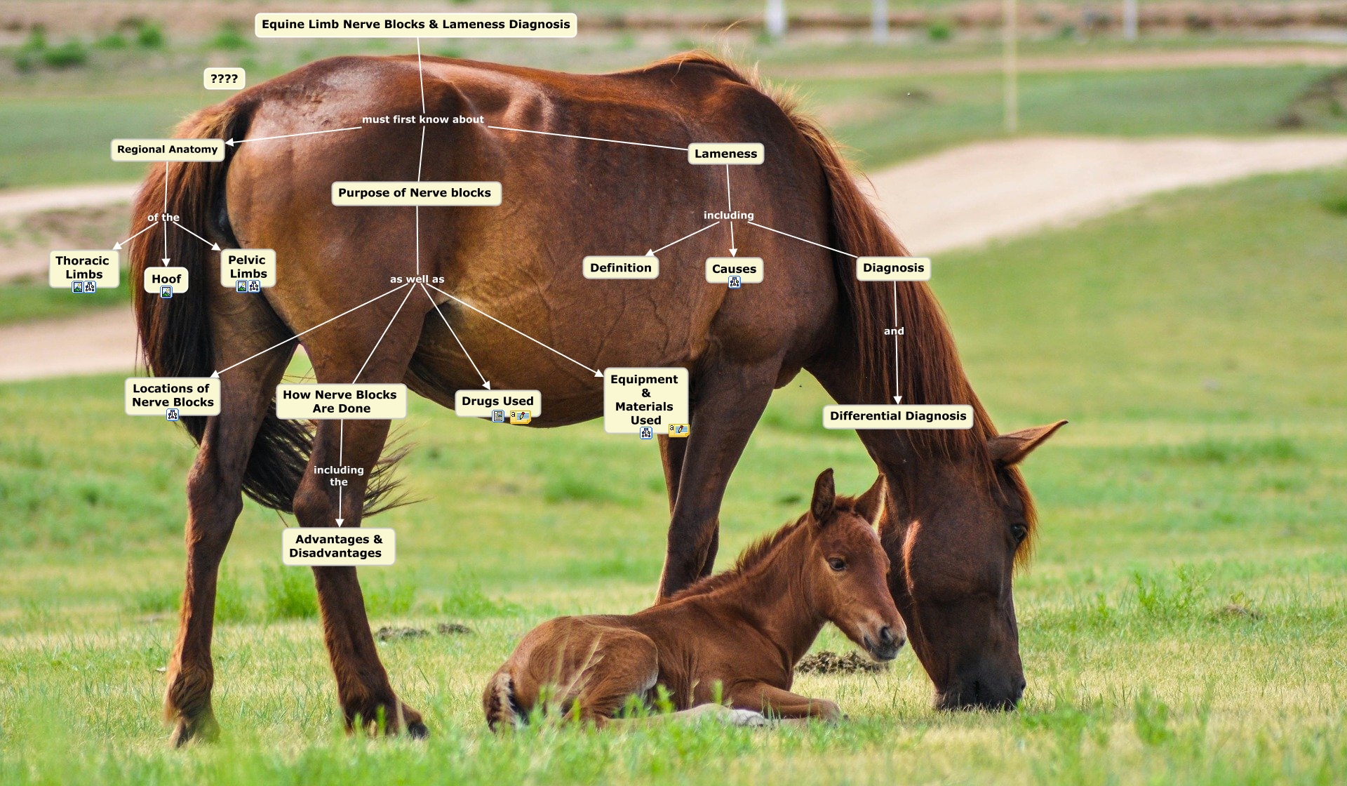 Nerve Blocks Of The Fore + Hindlimn & Lameness Diagnosis In Horses